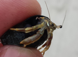 Long-clawed Hermit Crab